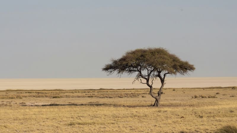 Acacia dans la savane africaine