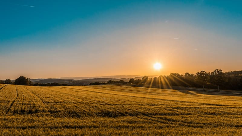 Lever de soleil sur un champ de blé