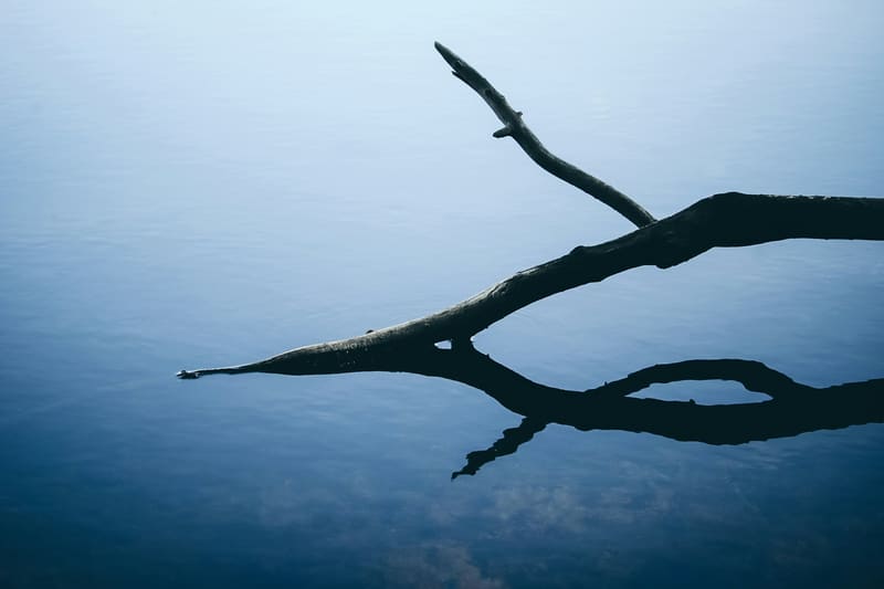 Branche reflétée dans une eau calme